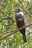 Ringed Kingfisher